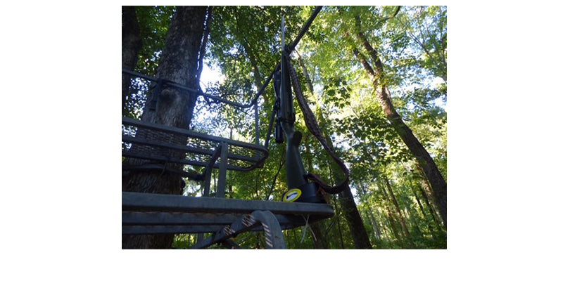 In the Deer Stand