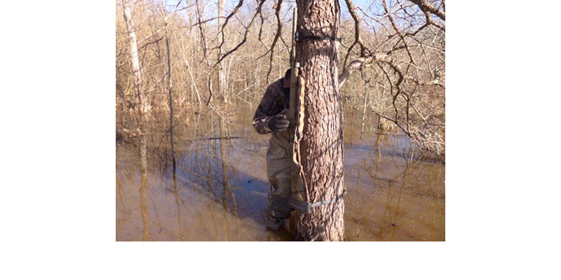 In Flooded Timber